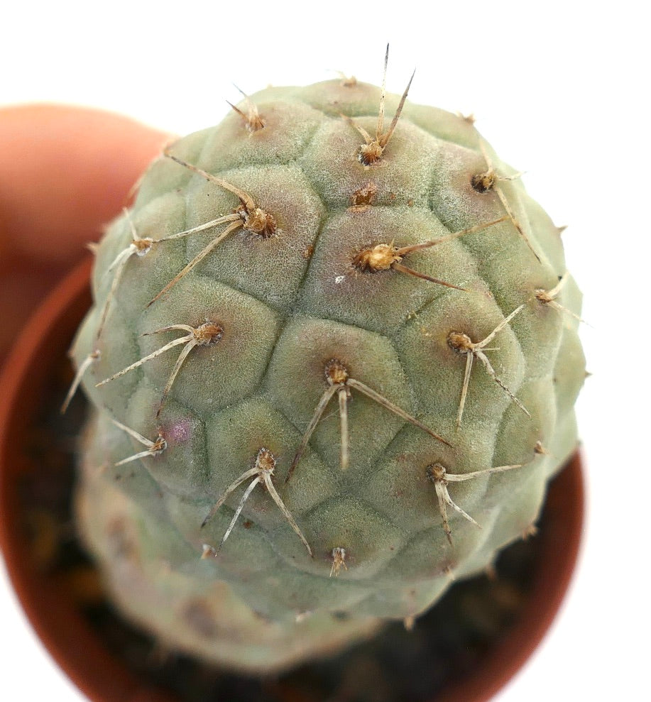 Tephrocactus geometricus BROWN SPINES