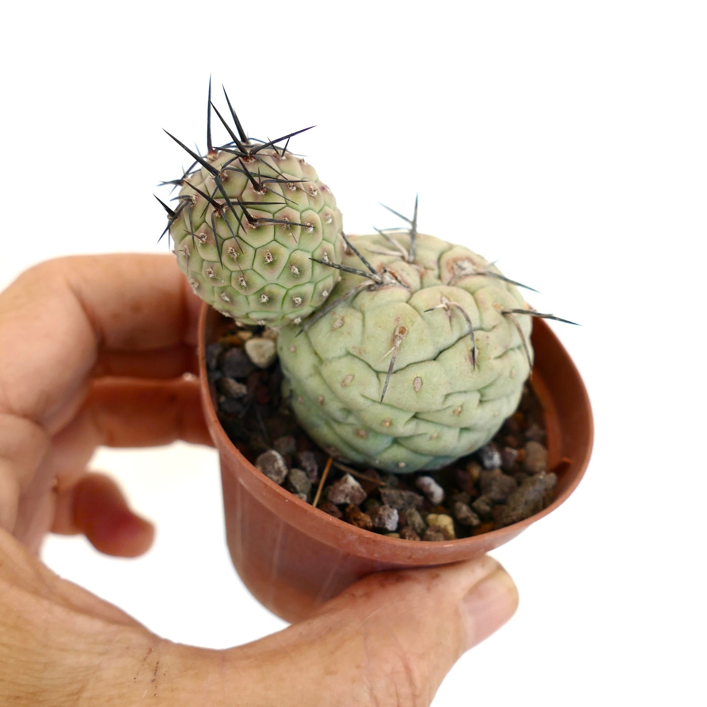 Tephrocactus geometricus BLACK SPINES