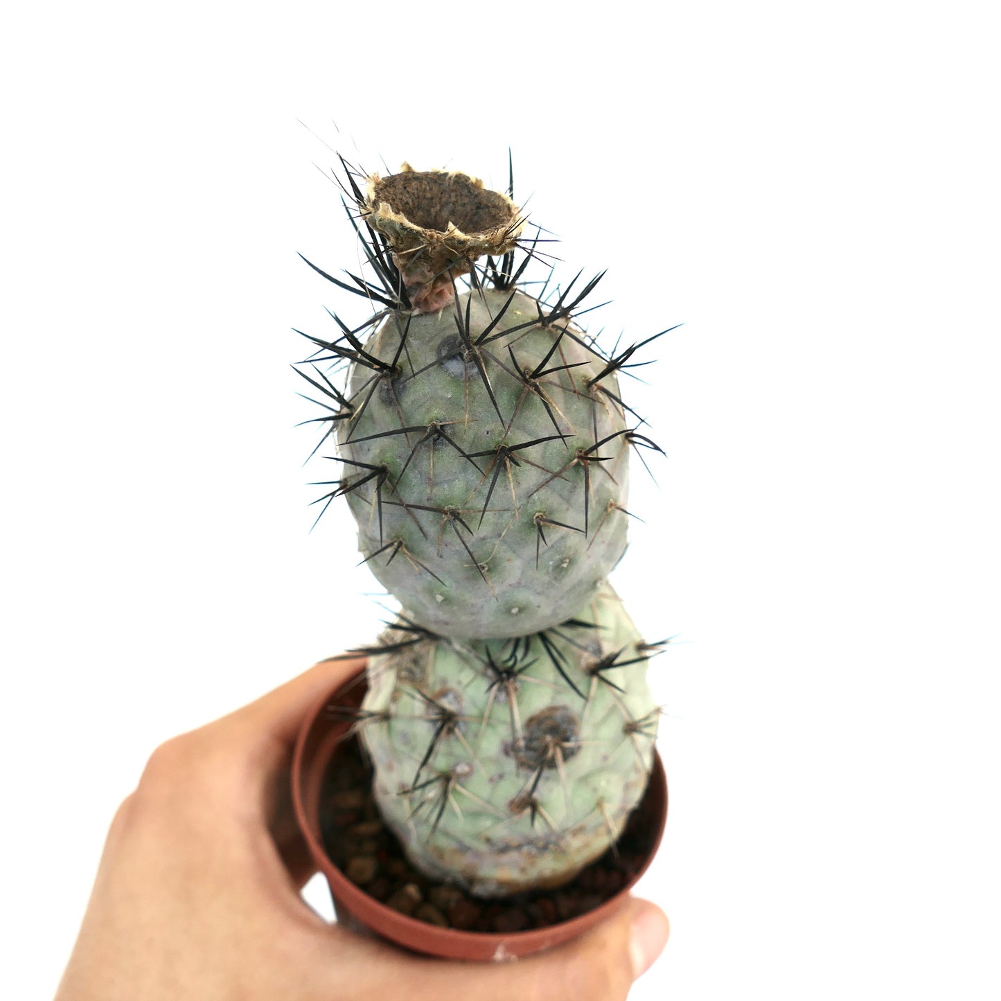 Tephrocactus geometricus BLACK SPINES