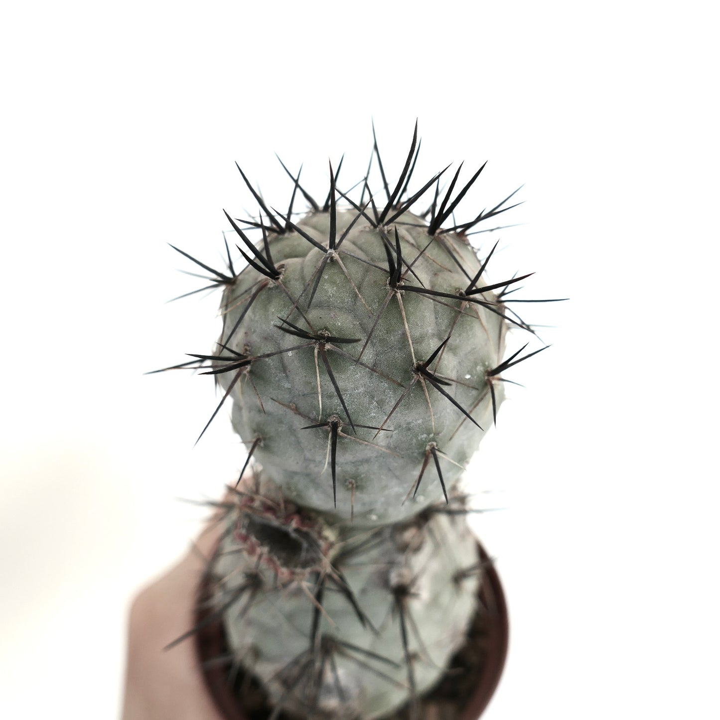 Tephrocactus geometricus BLACK SPINES