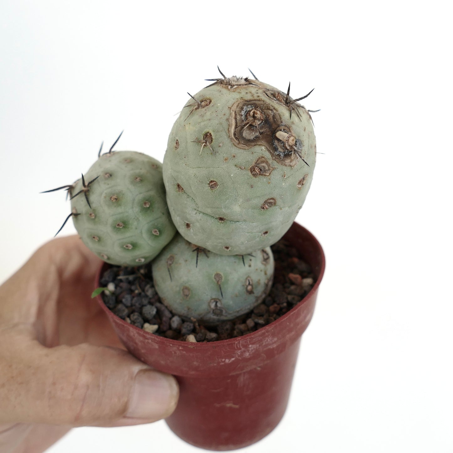 Tephrocactus geometricus