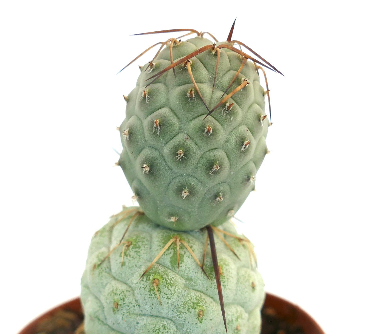 Tephrocactus geometricus BROWN SPINES