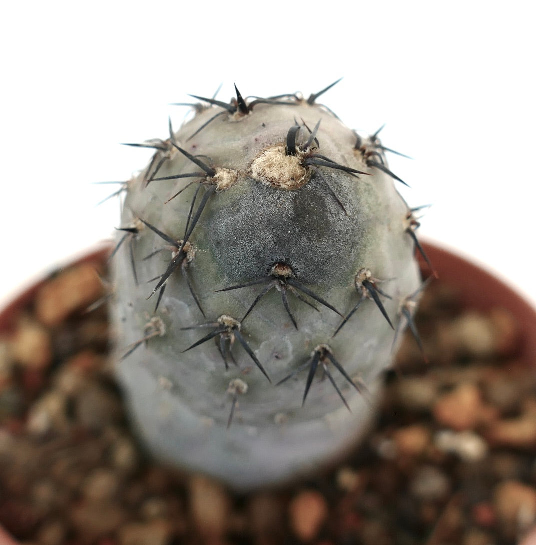 Tephrocactus geometricus BLACK SPINES