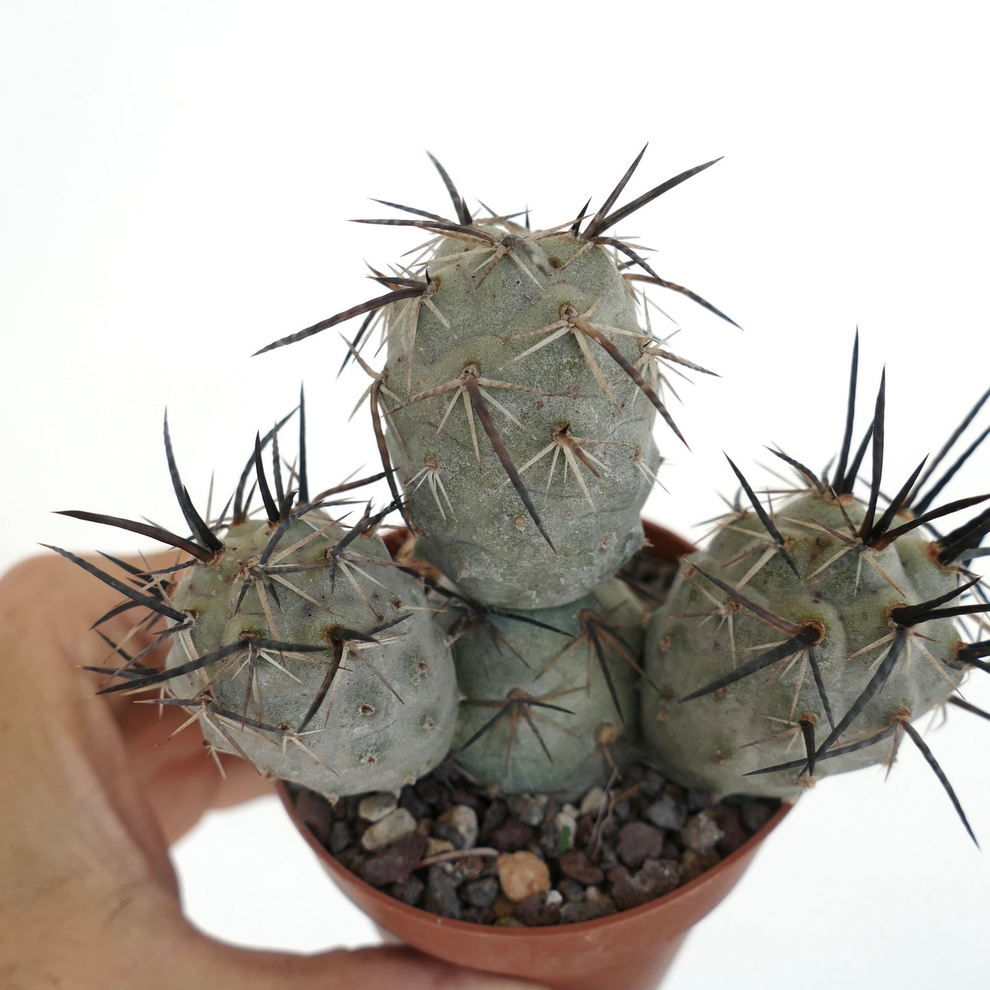 Tephrocactus geometricus BLACK SPINES 3 HEADS