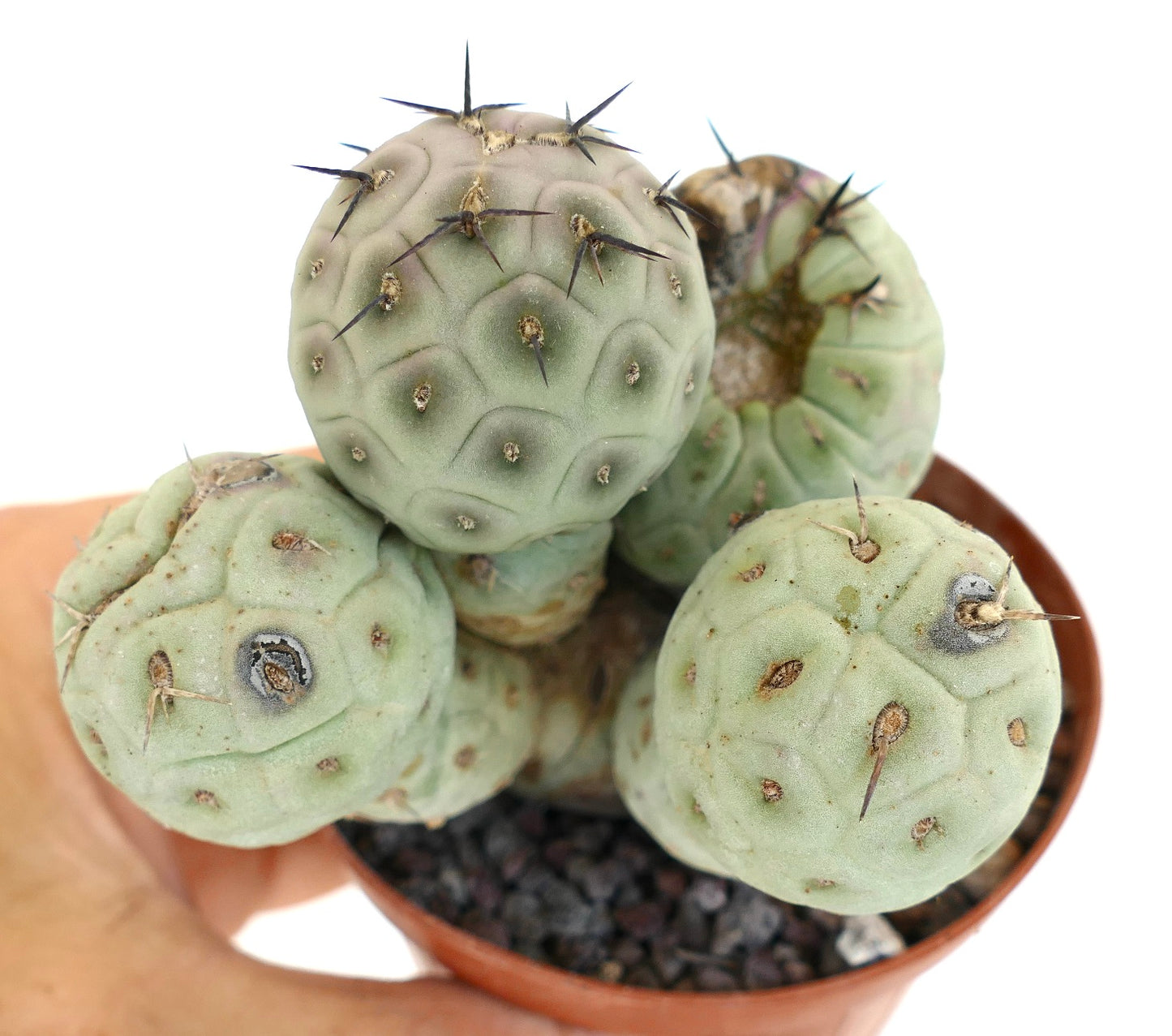 Tephrocactus geometricus 5 HEADS CLUSTER