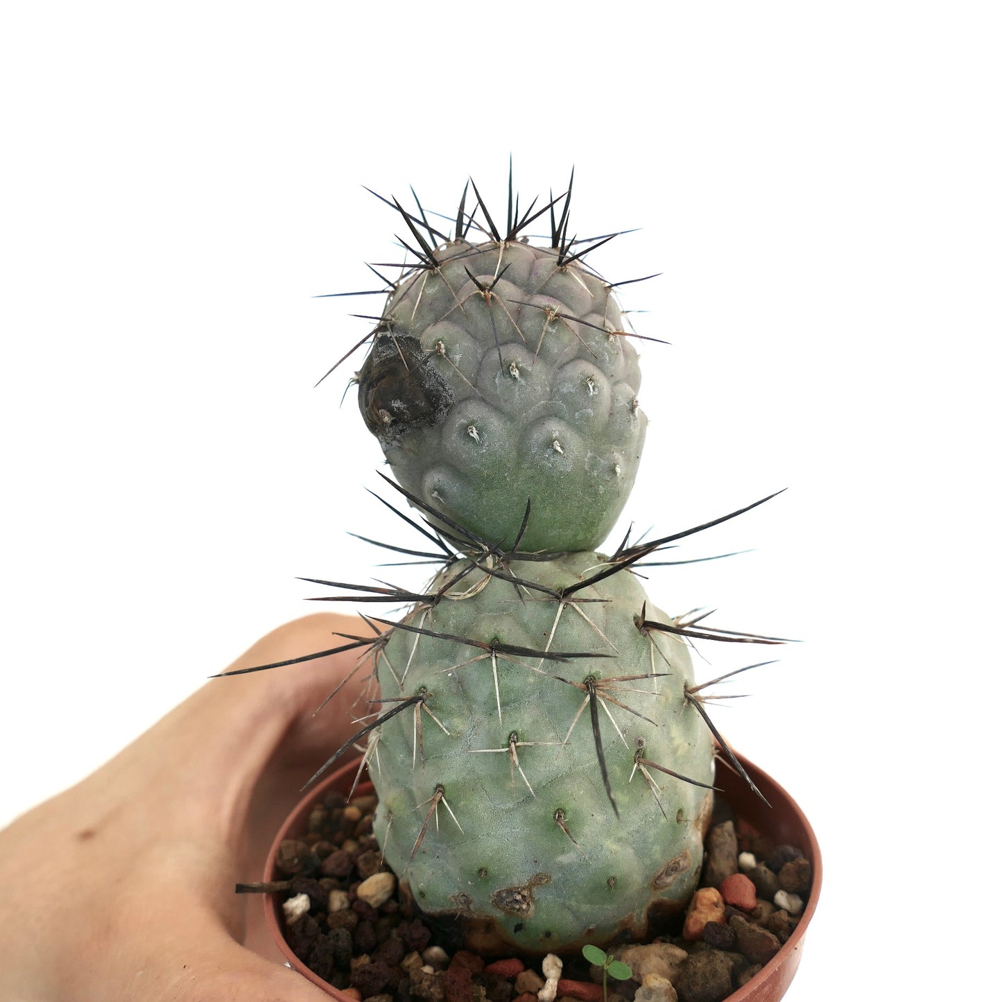 Tephrocactus geometricus BLACK SPINES