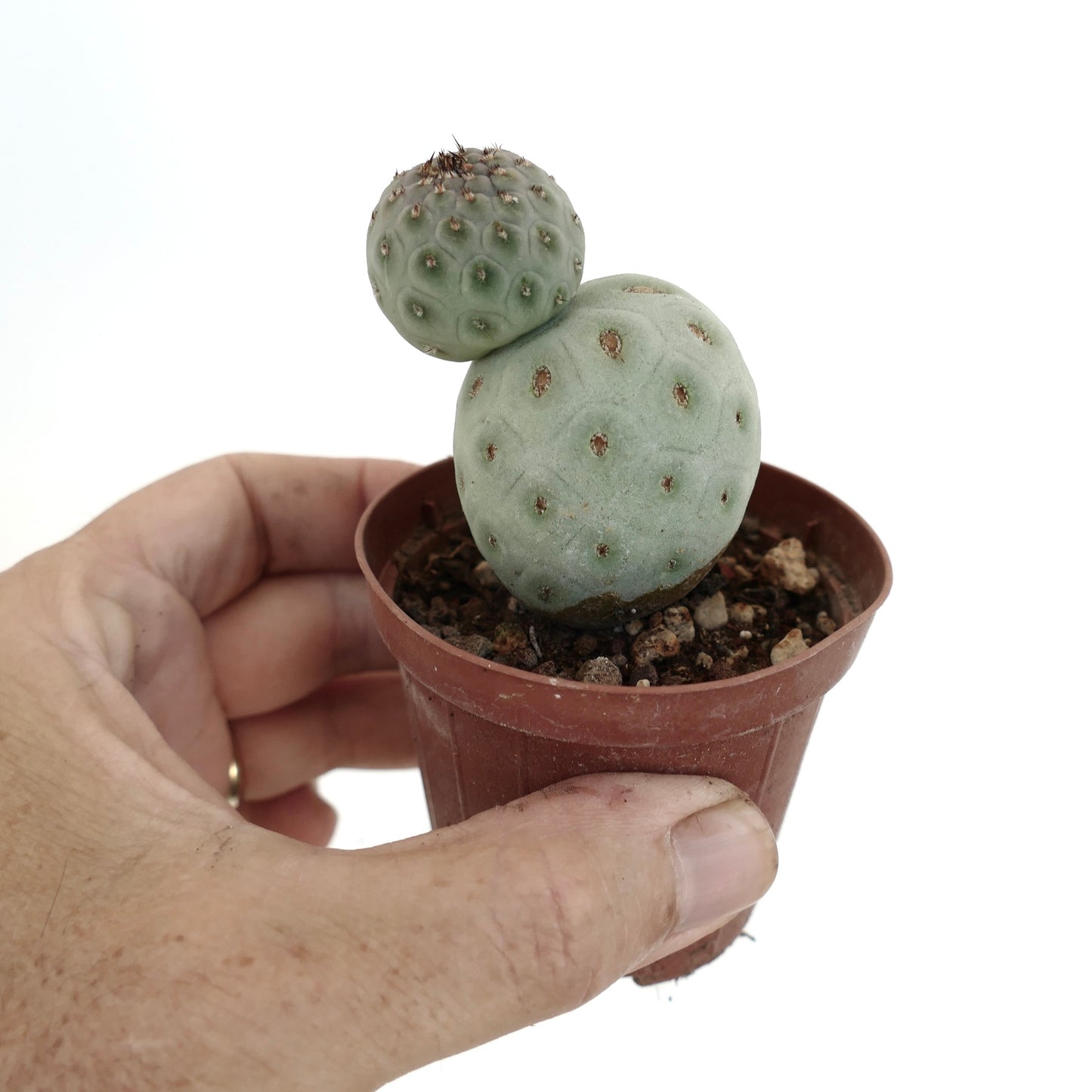 Tephrocactus geometricus