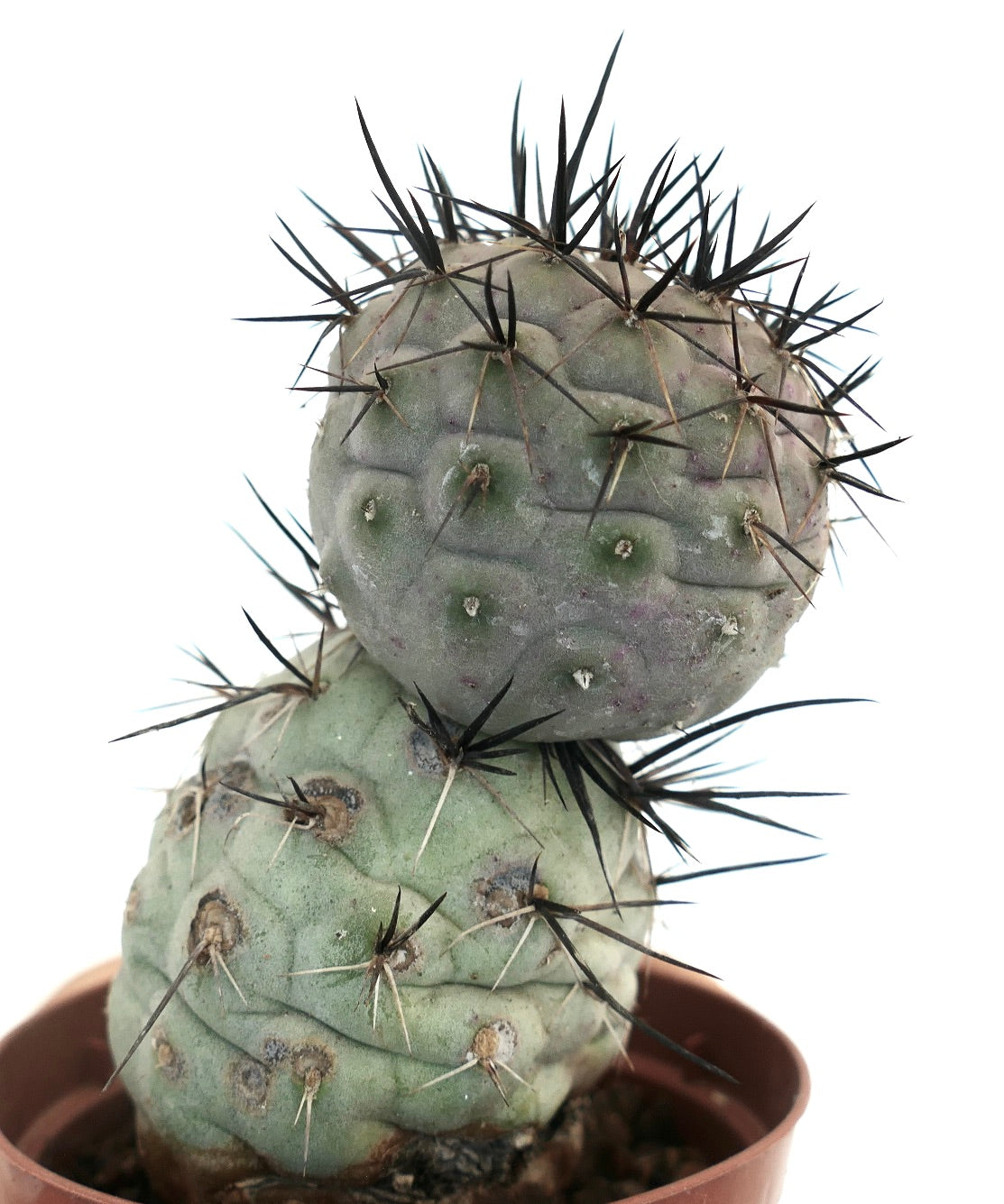 Tephrocactus geometricus BLACK SPINES