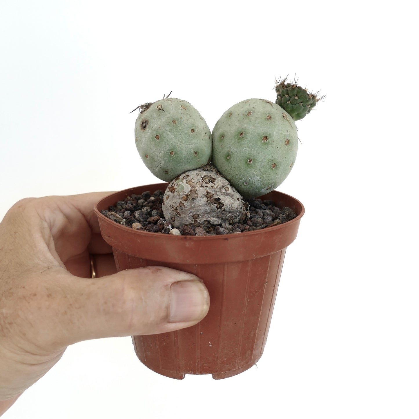 Tephrocactus geometricus