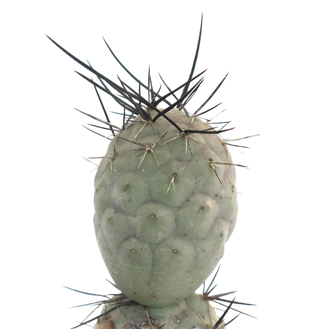 Tephrocactus geometricus BLACK SPINES