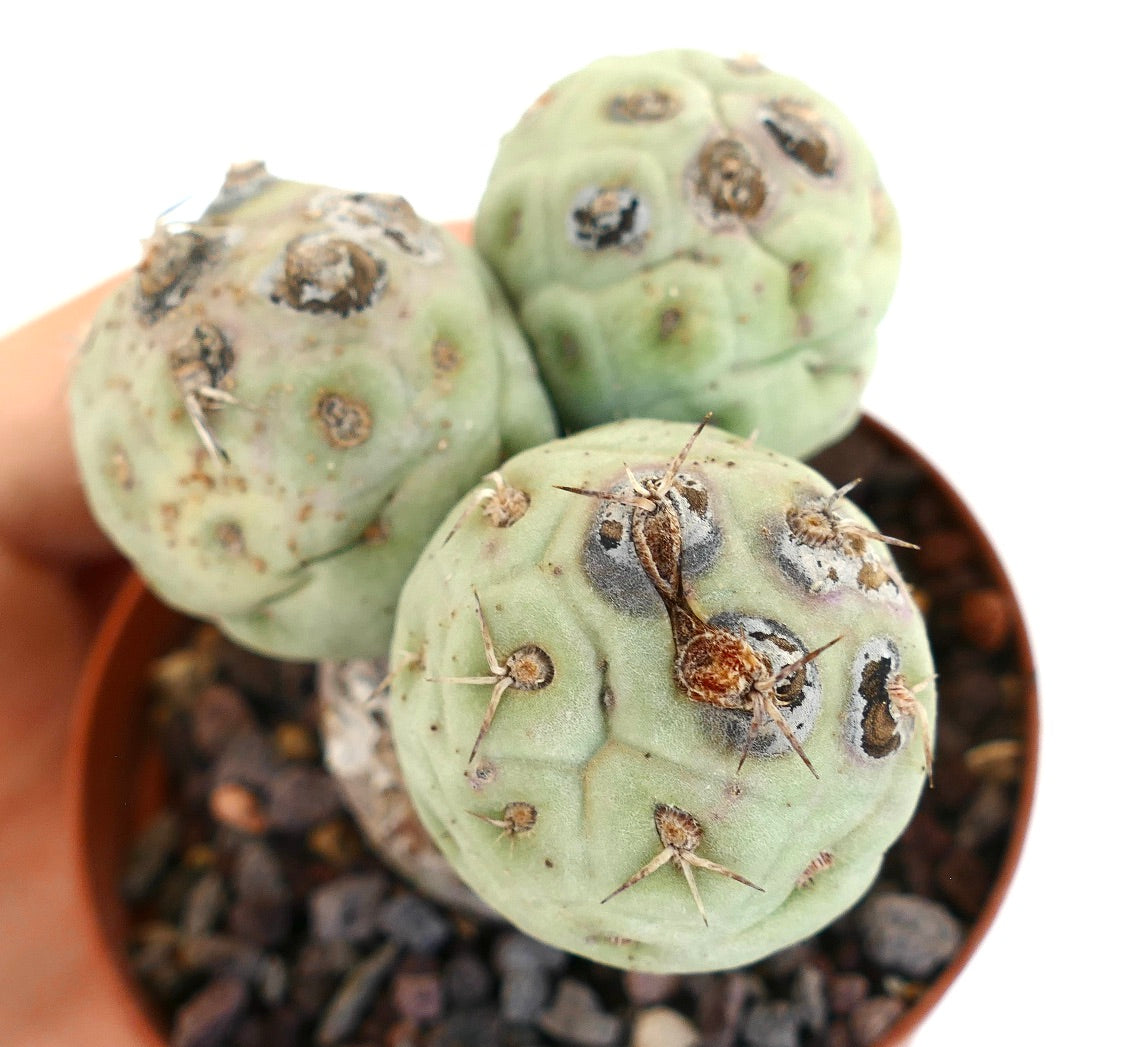 Tephrocactus geometricus