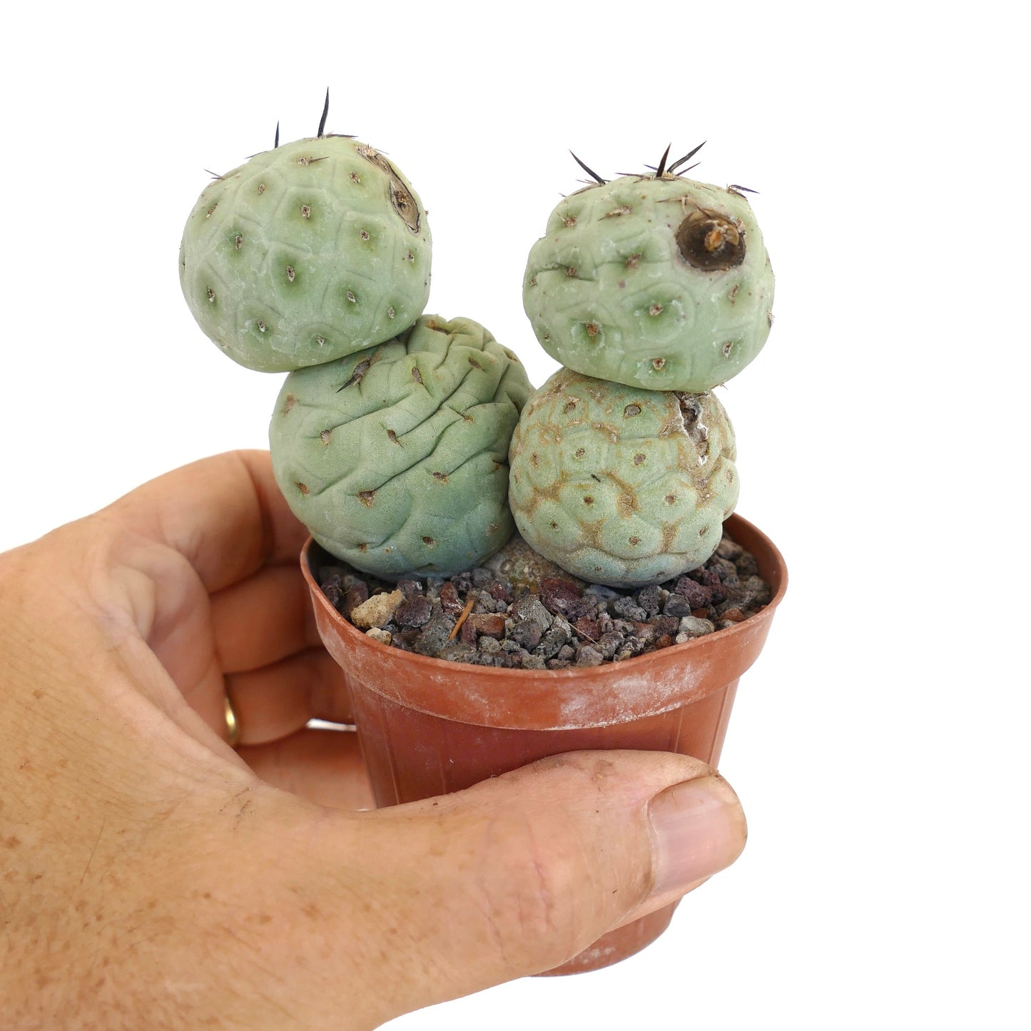 Tephrocactus geometricus BLACK SPINES