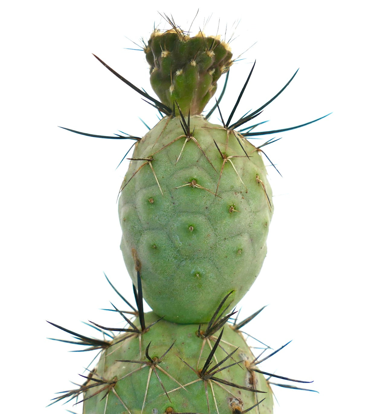 Tephrocactus geometricus BLACK SPINES