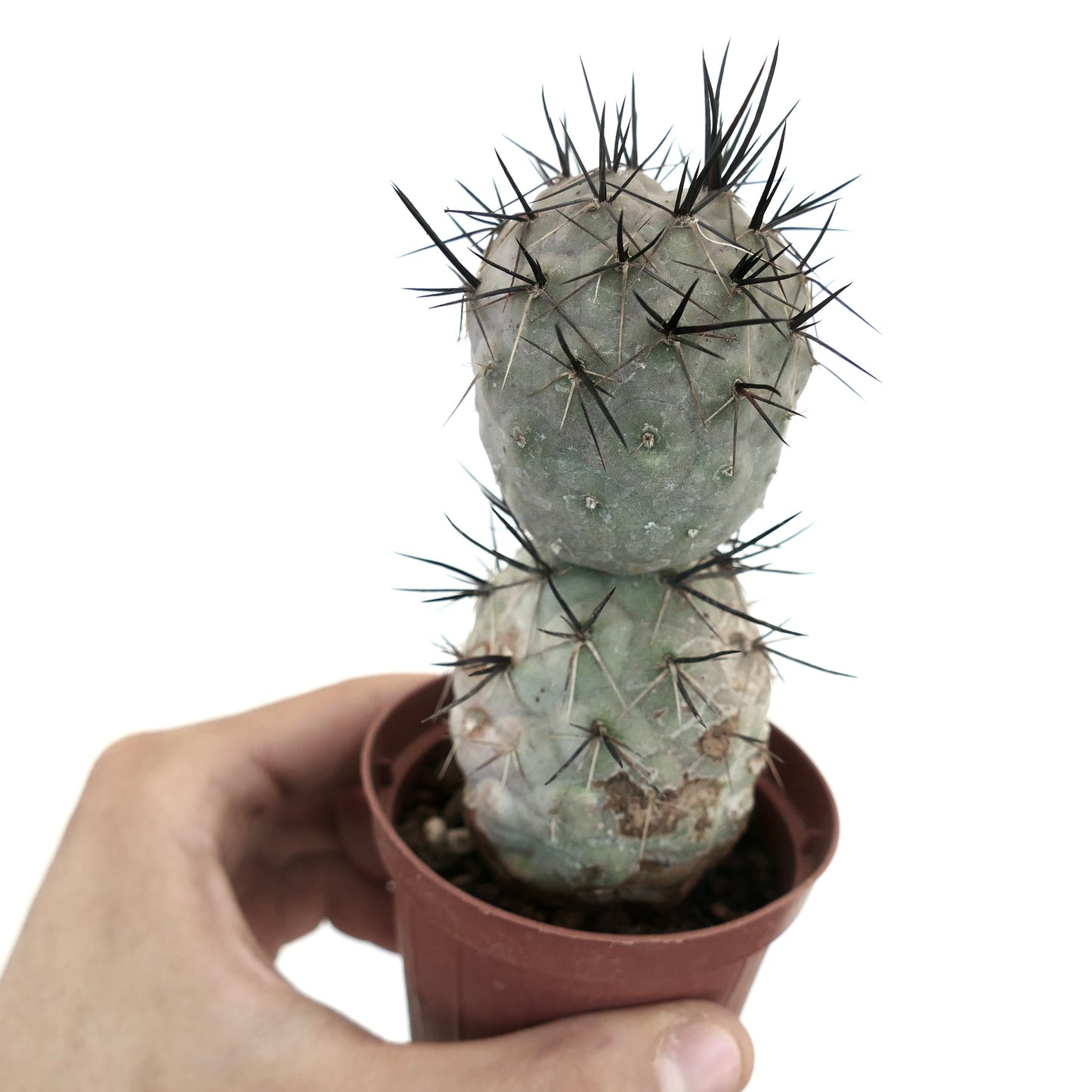 Tephrocactus geometricus BLACK SPINES