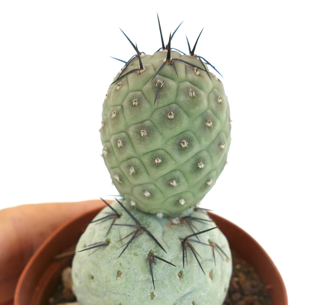 Tephrocactus geometricus BLACK SPINES