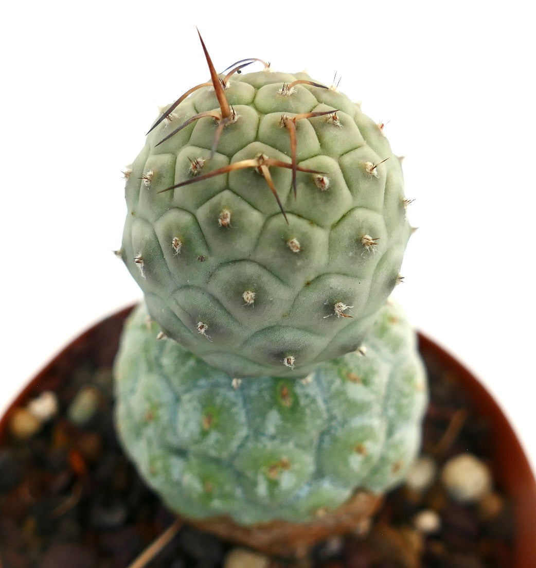 Tephrocactus geometricus BROWN SPINES