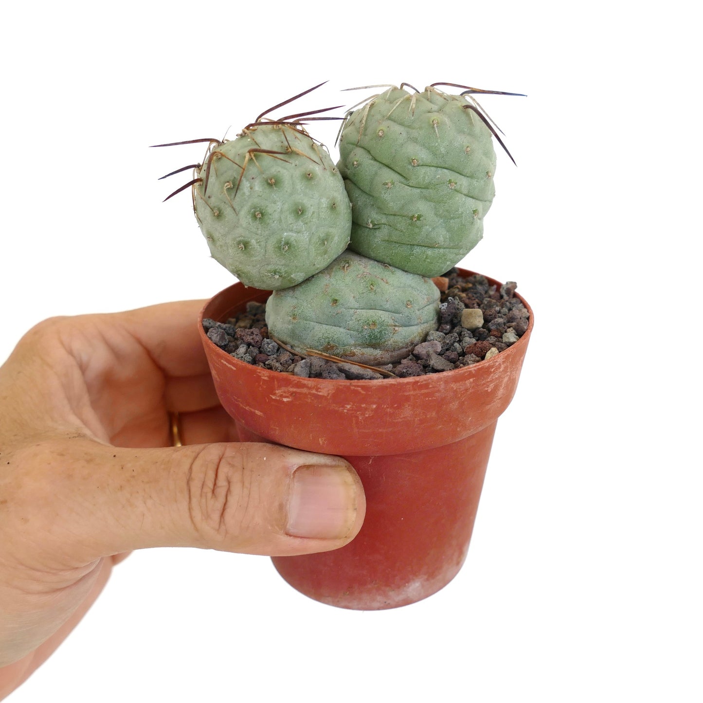 Tephrocactus geometricus BROWN SPINES