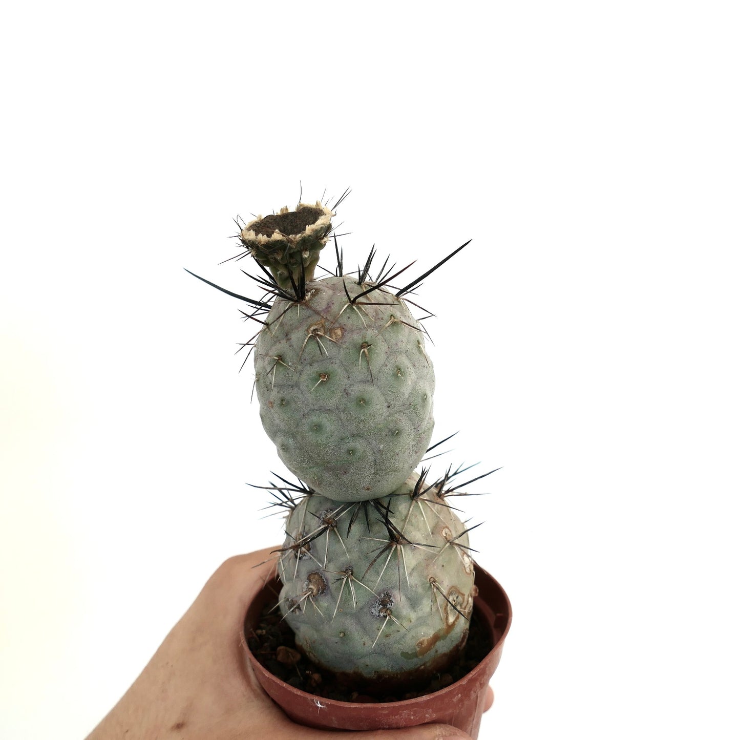 Tephrocactus geometricus BLACK SPINES