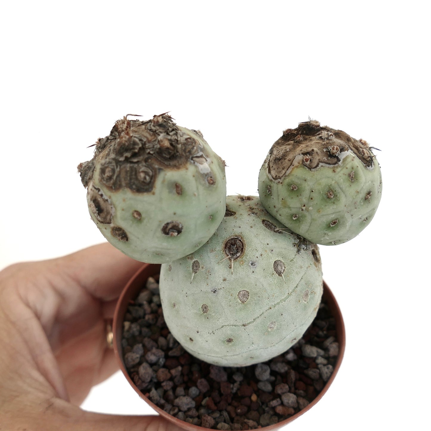 Tephrocactus geometricus