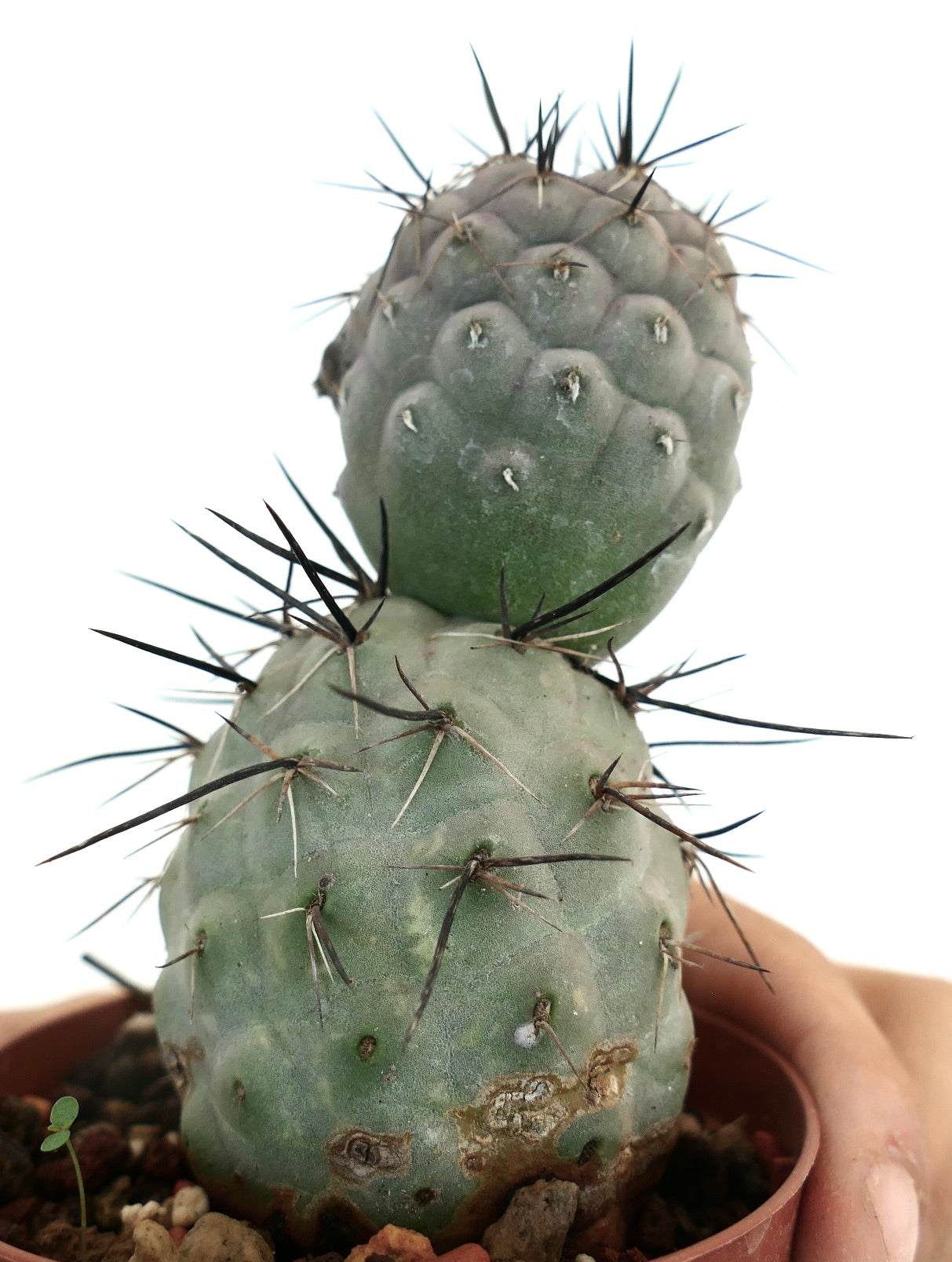 Tephrocactus geometricus BLACK SPINES