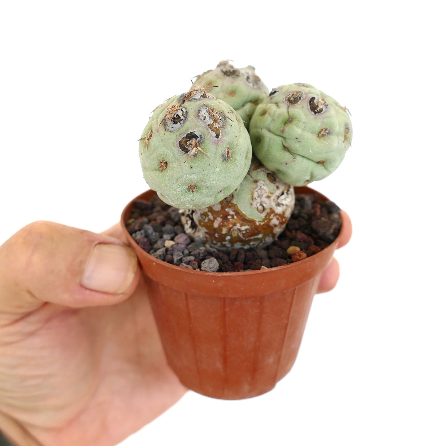 Tephrocactus geometricus