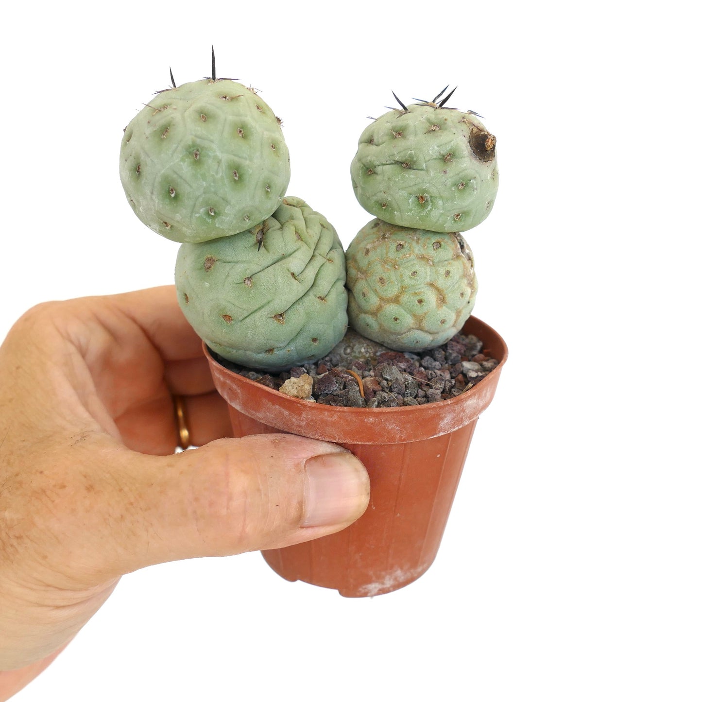 Tephrocactus geometricus BLACK SPINES