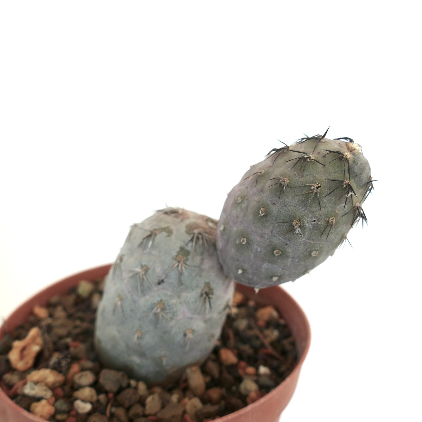 Tephrocactus geometricus BLACK SPINES