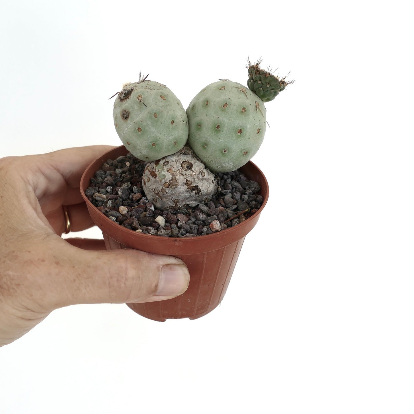 Tephrocactus geometricus