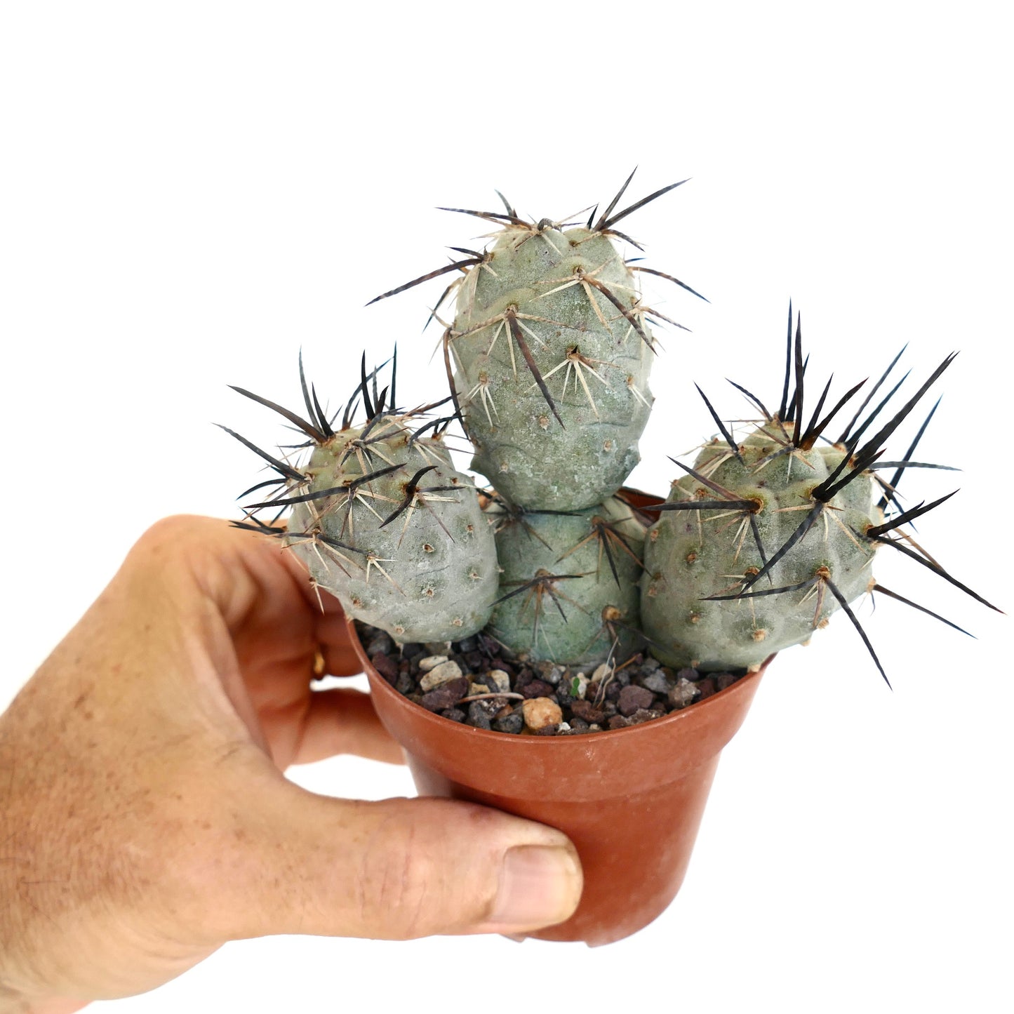 Tephrocactus geometricus BLACK SPINES 3 HEADS