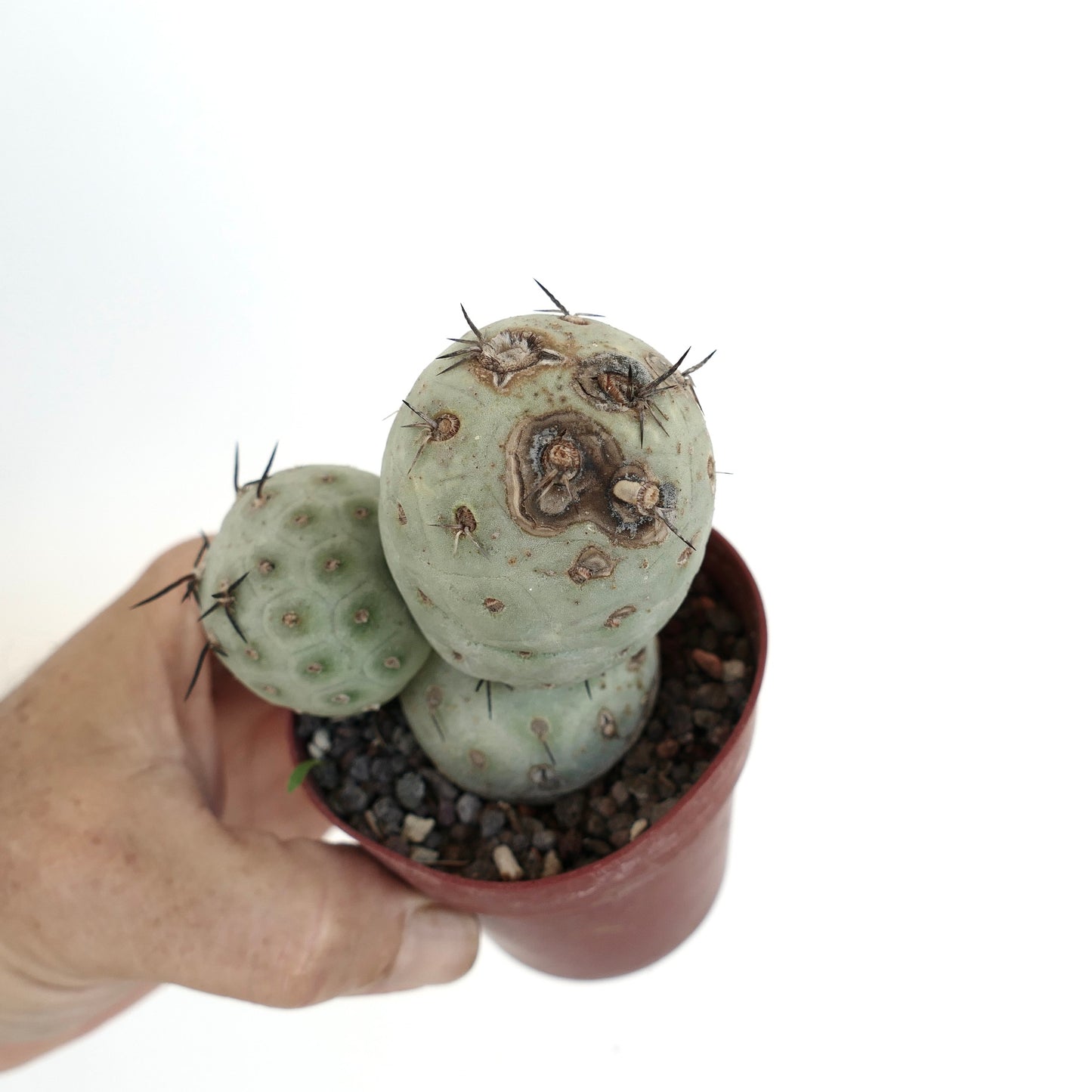 Tephrocactus geometricus