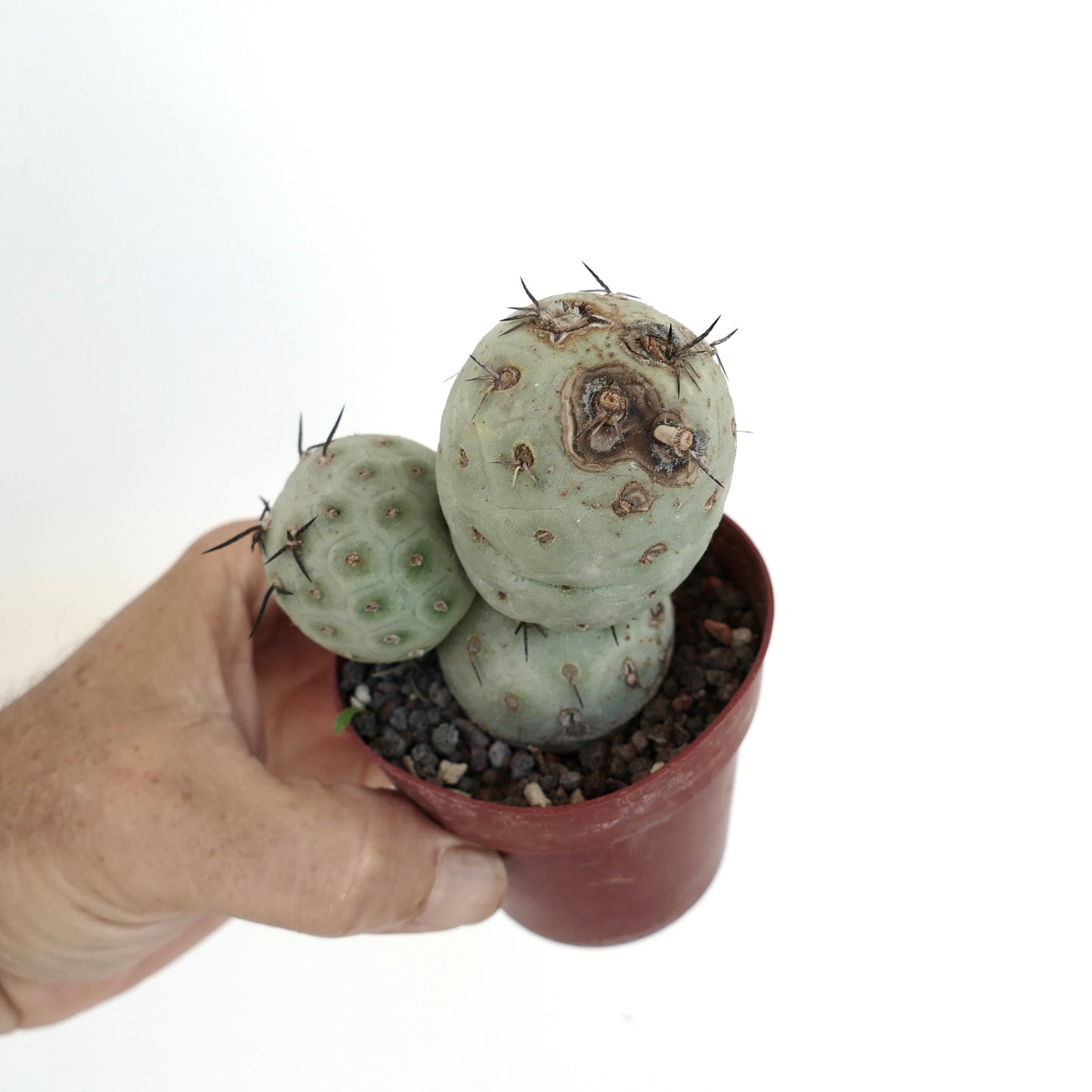 Tephrocactus geometricus