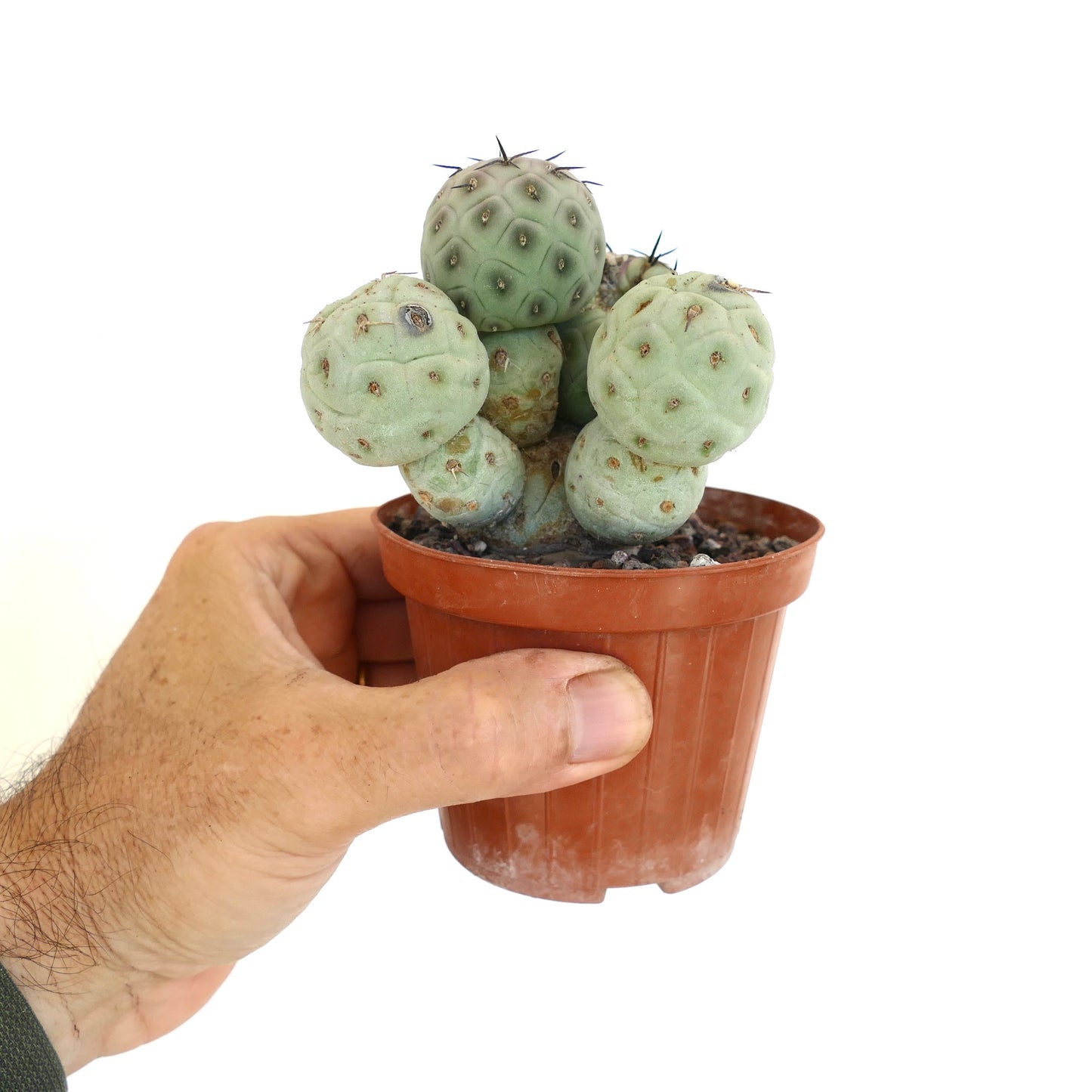 Tephrocactus geometricus 5 HEADS CLUSTER