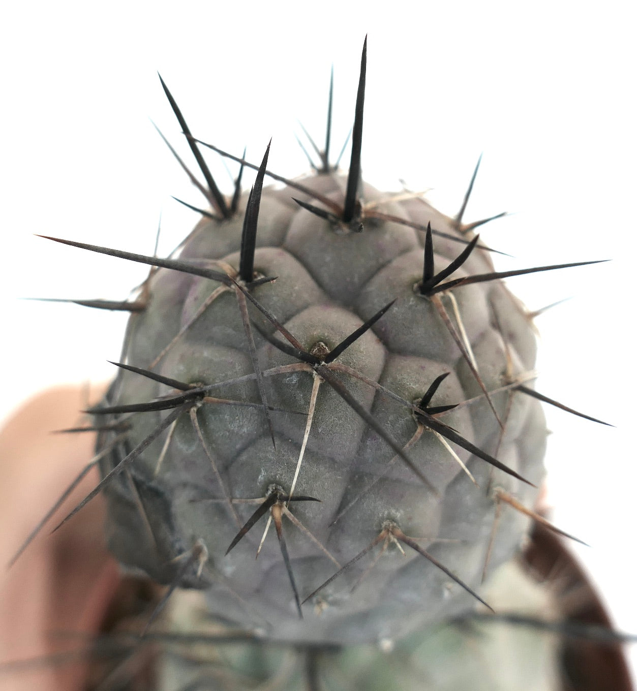 Tephrocactus geometricus BLACK SPINES