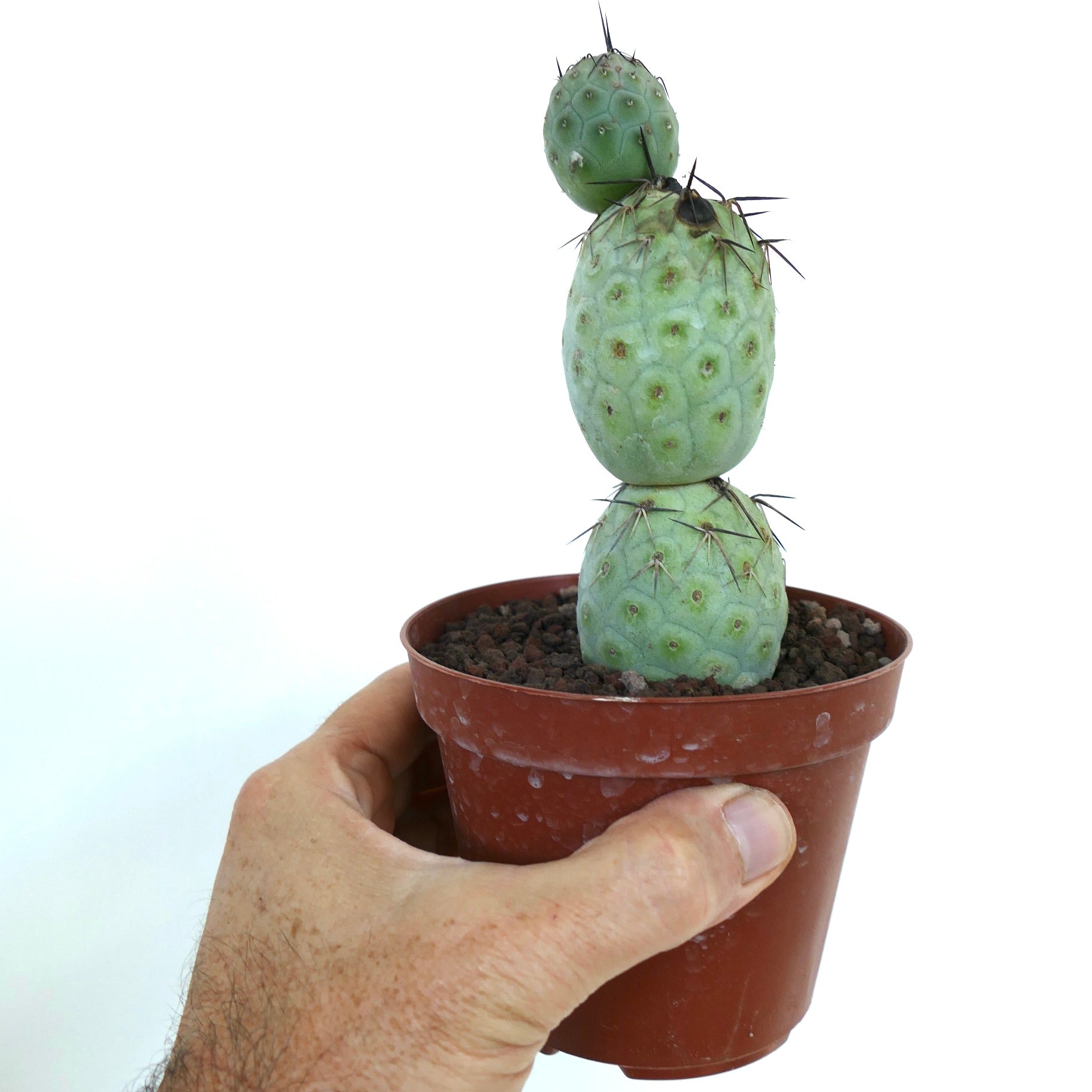 テフロカクタス・ジオメトリクス | 珍しいサボテン | 世界中へ発送