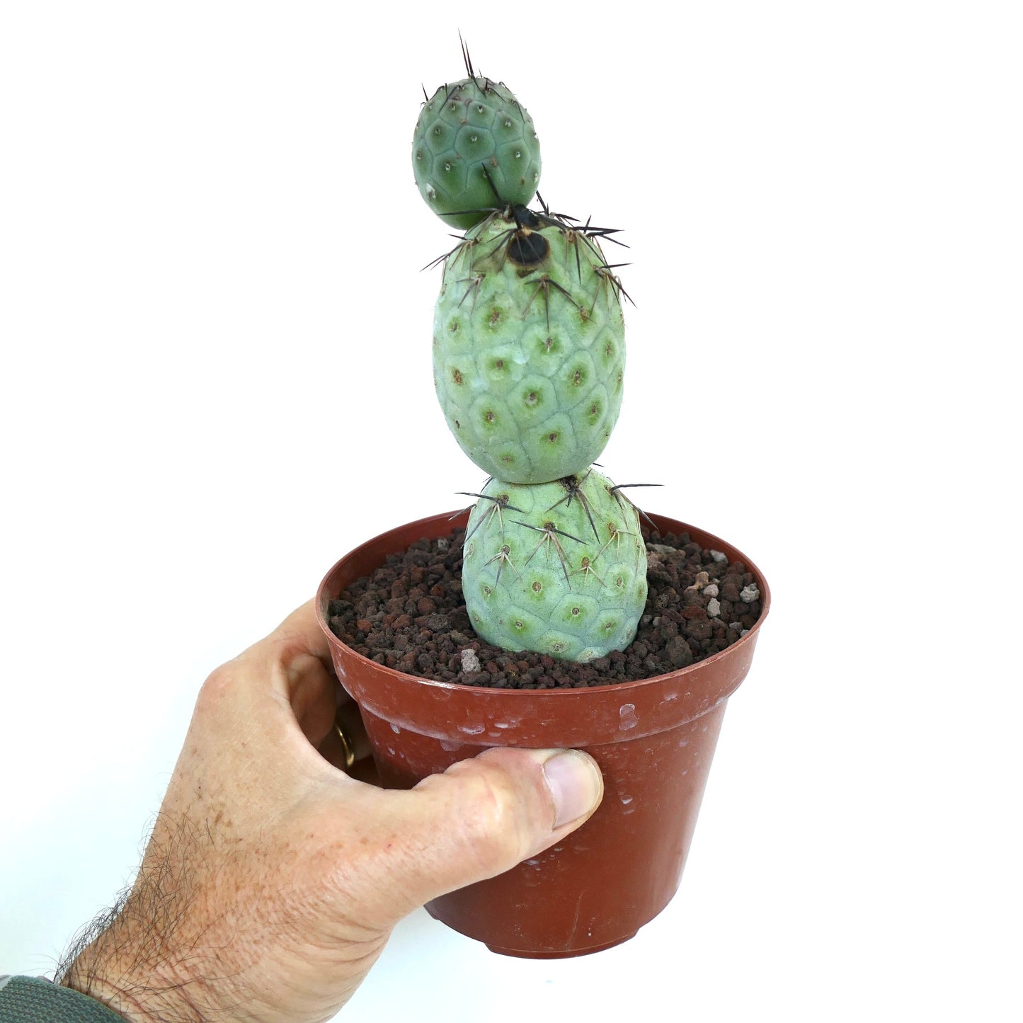 Tephrocactus geometricus