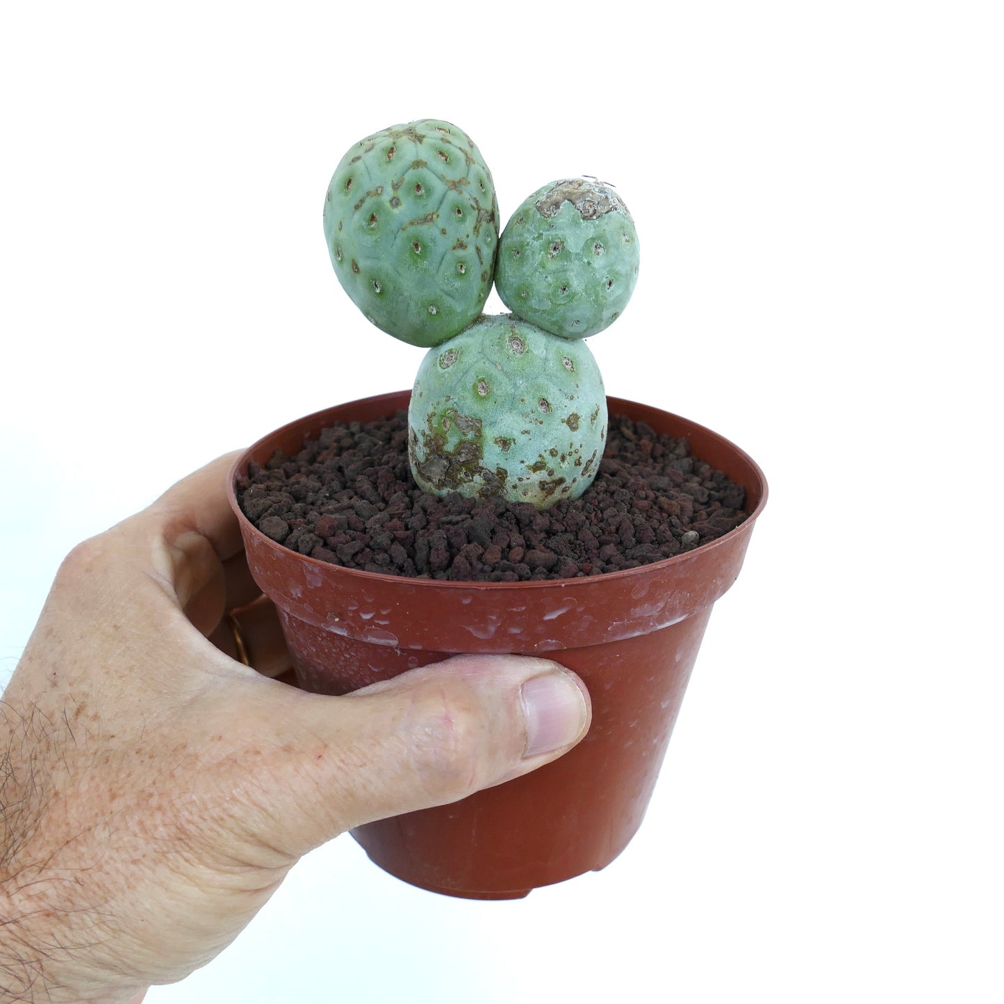 Tephrocactus geometricus