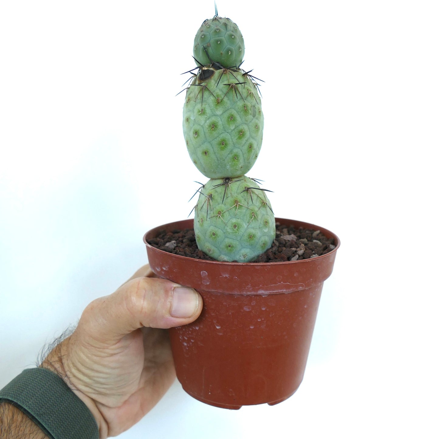 Tephrocactus geometricus