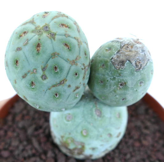 Tephrocactus geometricus