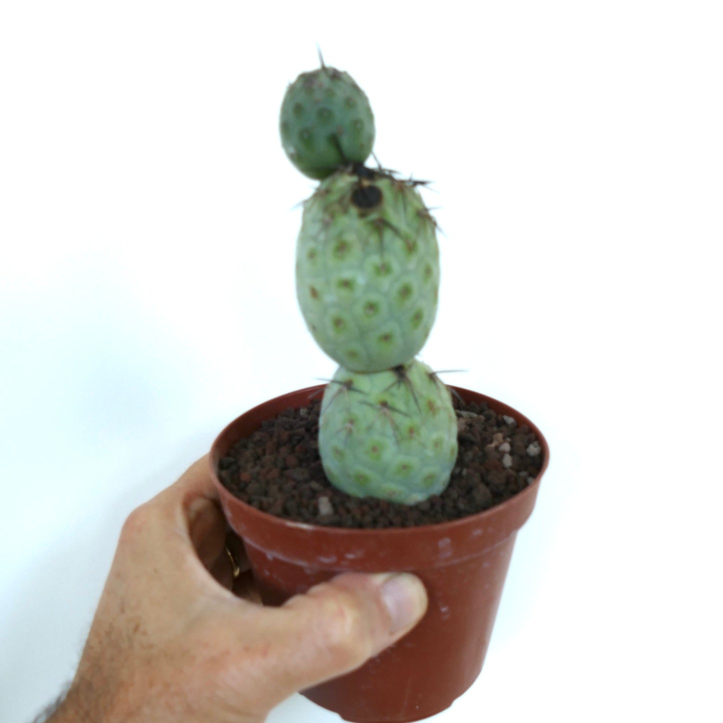 Tephrocactus geometricus