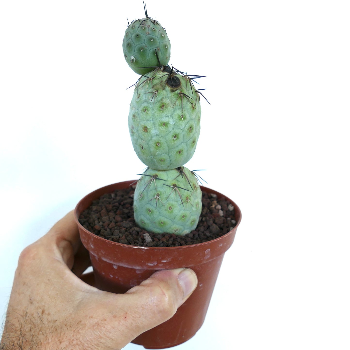 Tephrocactus geometricus