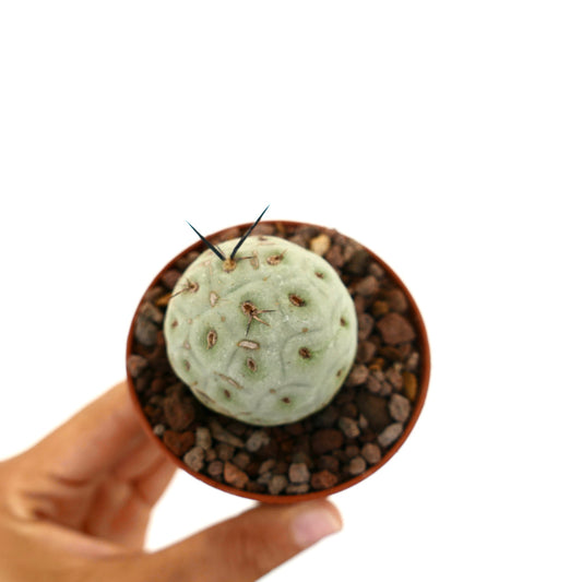 Tephrocactus geometricus piccolo cactus succulento rotondo con spine nere in vaso