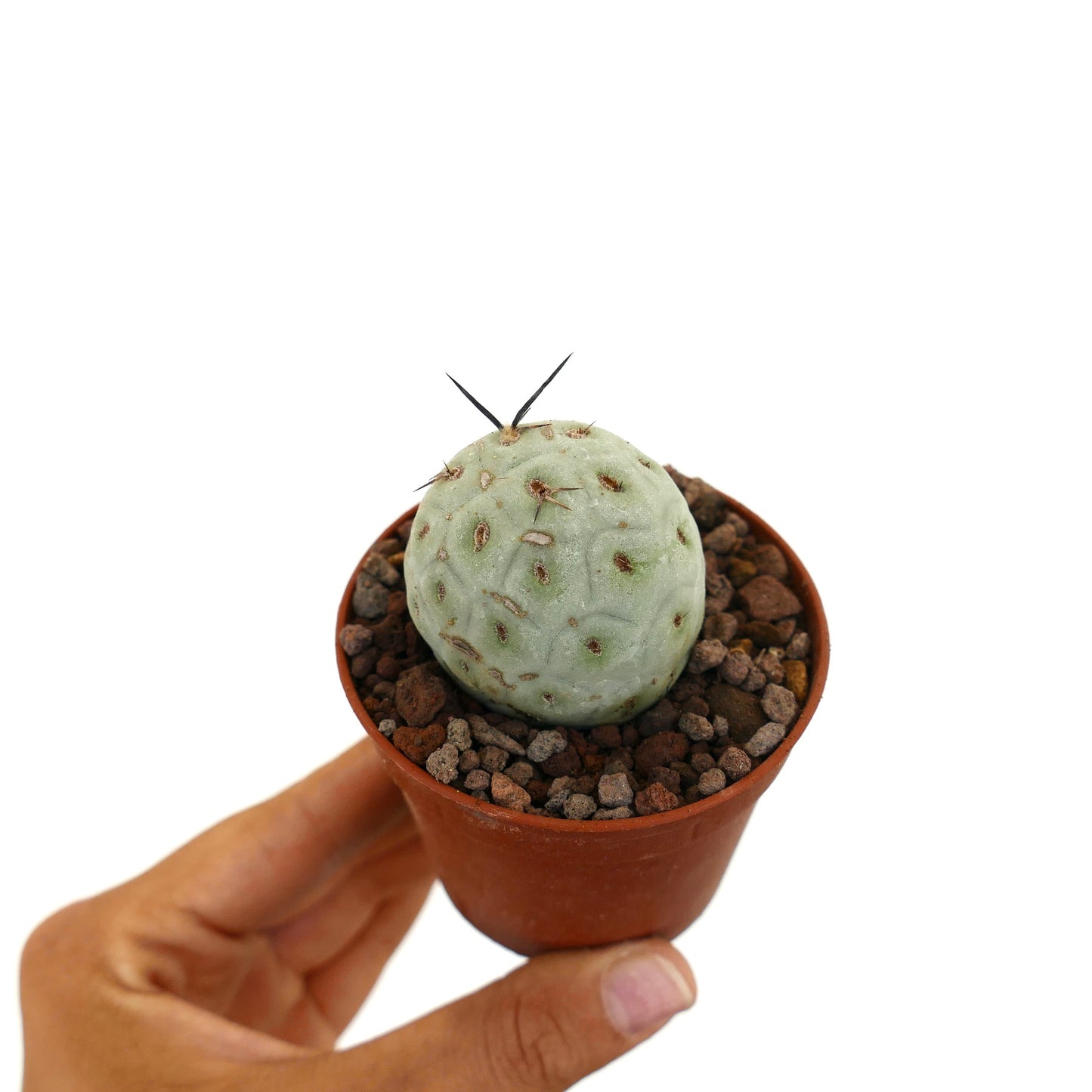 Tephrocactus geometricus piccolo cactus succulento rotondo con spine nere rade in vaso