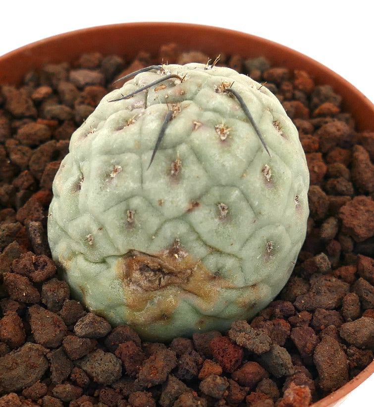 Tephrocactus geometricus rare succulent cactus with black spines and textured surface in pot