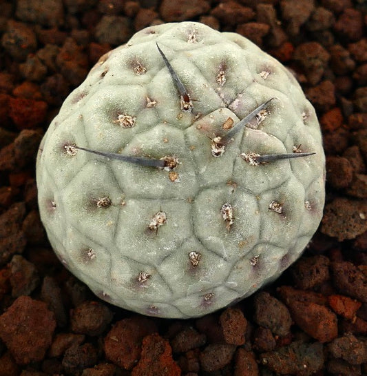 Tephrocactus geometricus sjelden sukkulent kaktus med geometrisk form og svarte pigger