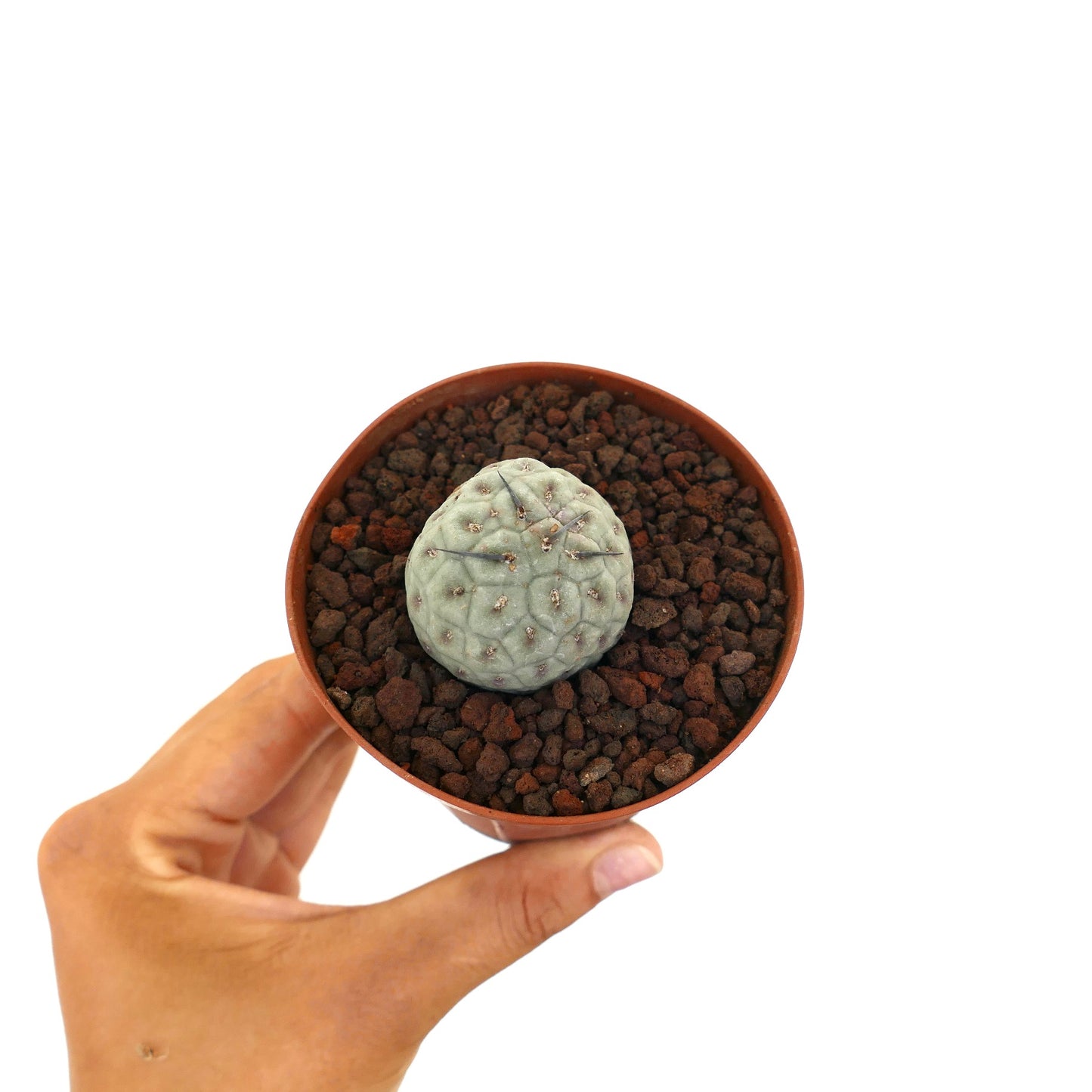 Tephrocactus geometricus small succulent cactus with black spines and rounded geometric shape