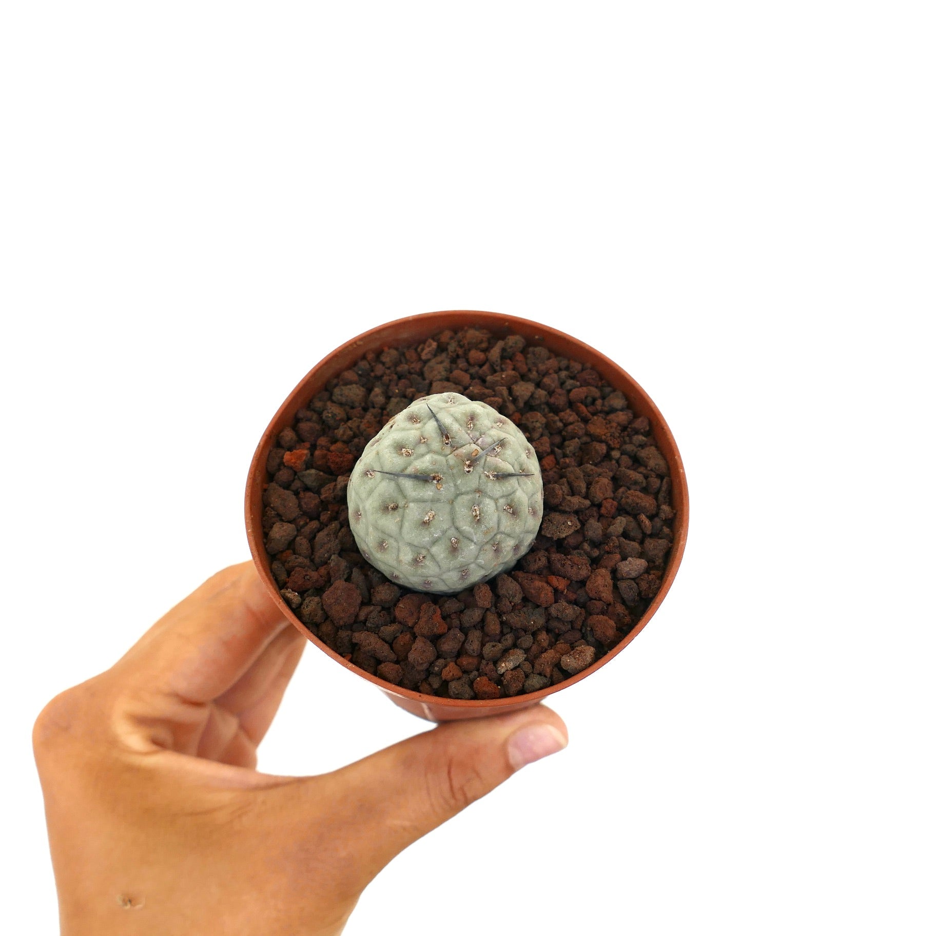 Tephrocactus geometricus small succulent cactus with black spines and rounded geometric shape