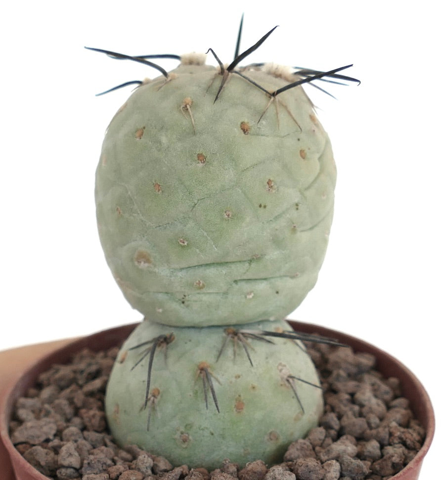 Tephrocactus geometricus BLACK SPINES