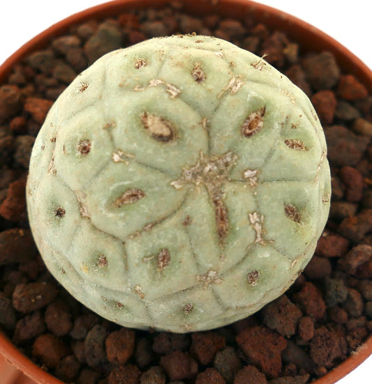 Tephrocactus geometricus sjelden saftig kaktus med avrundet segmentert blek grønn kropp