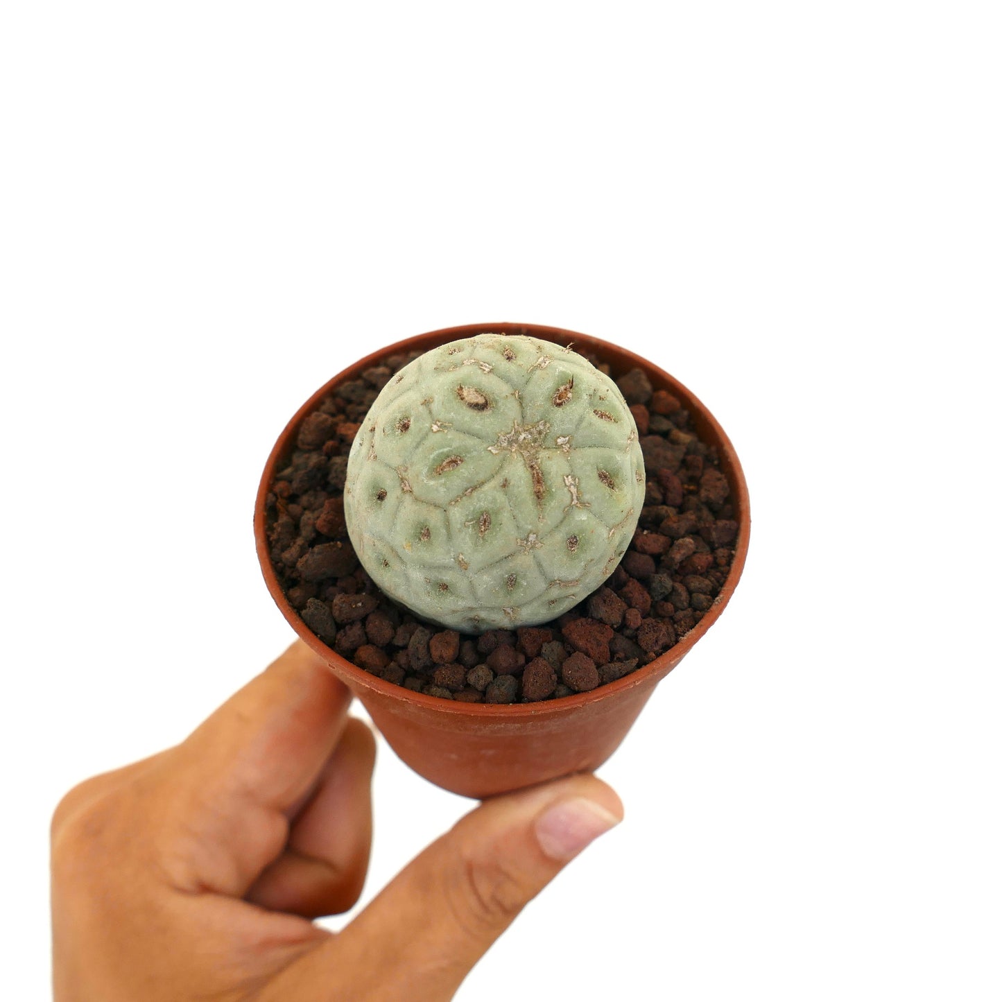 Tephrocactus geometricus liten rund sukkulent kaktus med blek grønn segmentert kropp