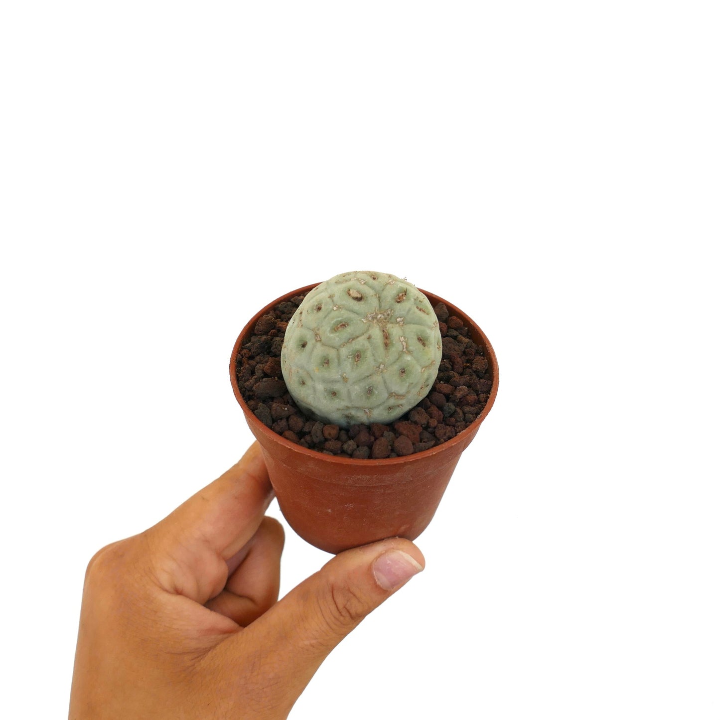 Tephrocactus geometricus liten rund sukkulent kaktus med blekt grønn segmentert kropp i potte